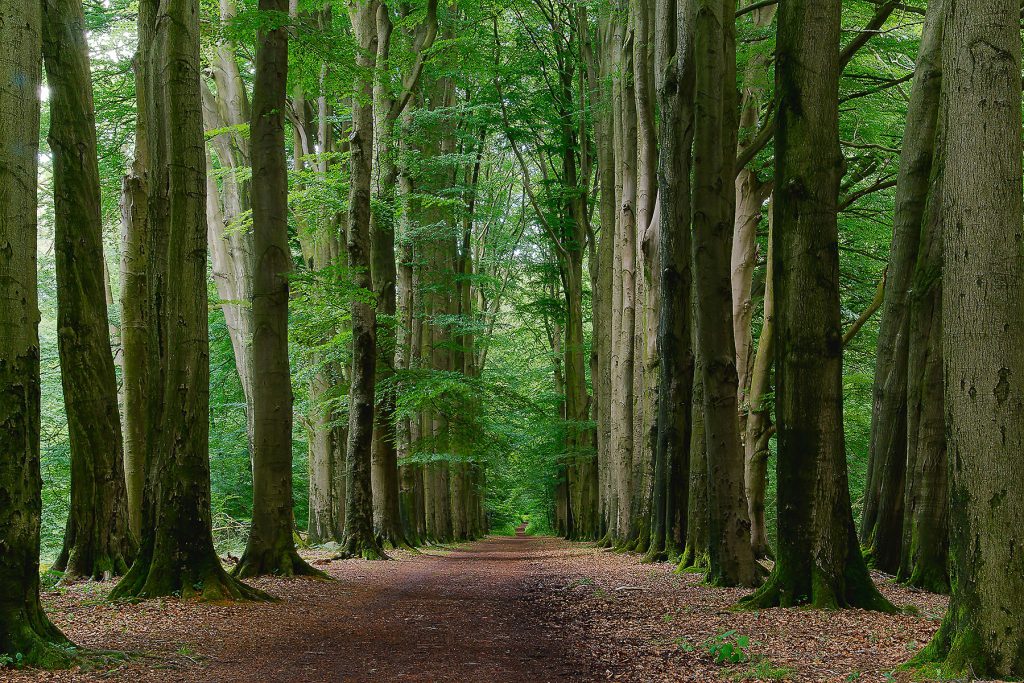 Bomenpad - Arboreteum Poortbulten (De Lutte)