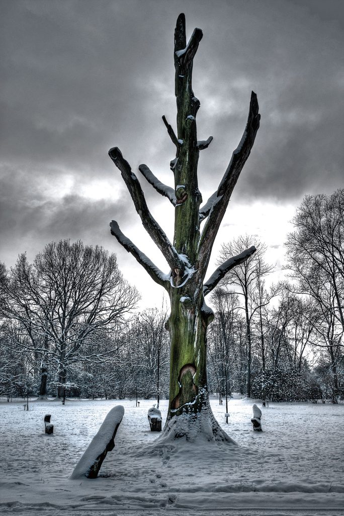 Boom in winterlandschap - Arboretum Poortbulten (De Lutte)