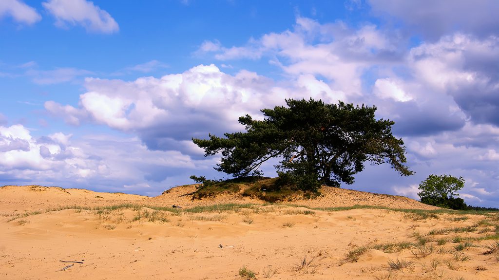 Boom in stuifzand (Veluwe)